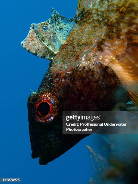 black faced blenny fish - black blenny stock pictures, royalty-free photos & images