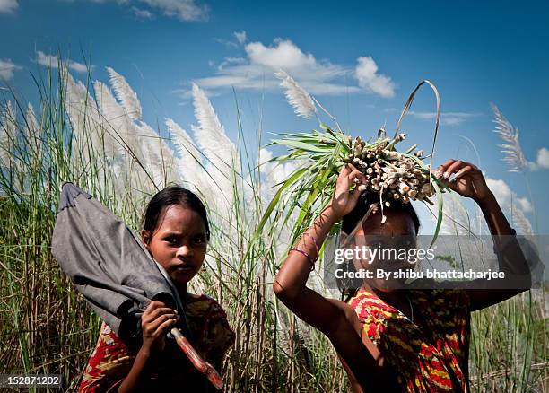 girls in field - bangladesh village stock pictures, royalty-free photos & images