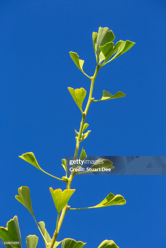 Ginkgo biloba