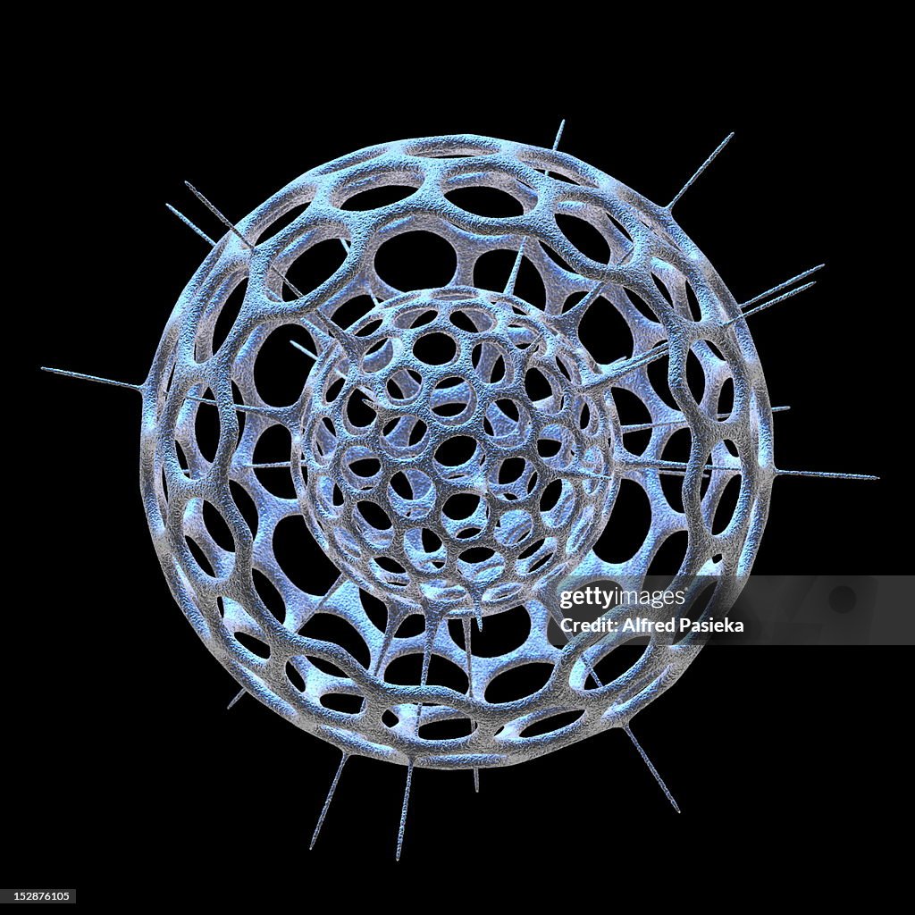 Radiolarian skeleton