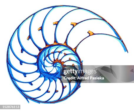Nautilus shell Nautilus shell