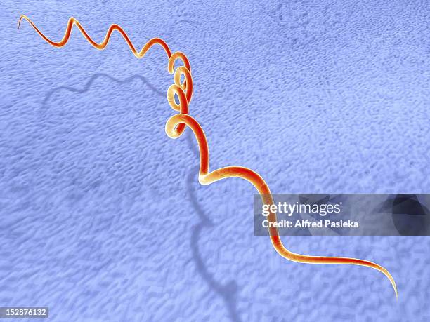 ilustrações de stock, clip art, desenhos animados e ícones de syphilis bacteria - treponema pallidum