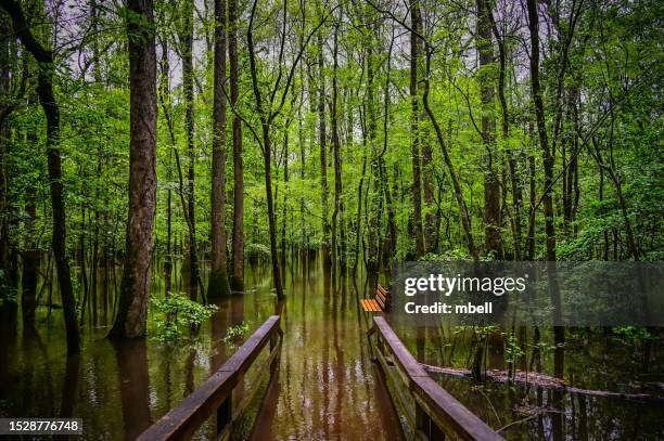 flooded boardwalk through the congaree national park - richland county sc - columbia south carolina fotografías e imágenes de stock