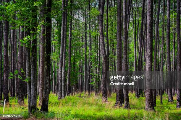 pine tree grove in congaree national park - richland county sc - columbia south carolina stockfoto's en -beelden