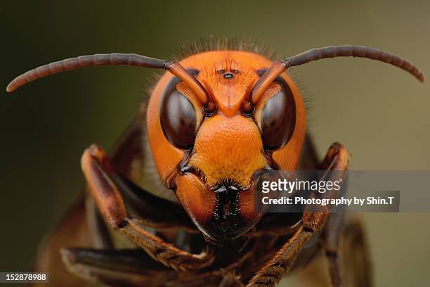 japanese giant hornet - japanese giant hornet stock-fotos und bilder