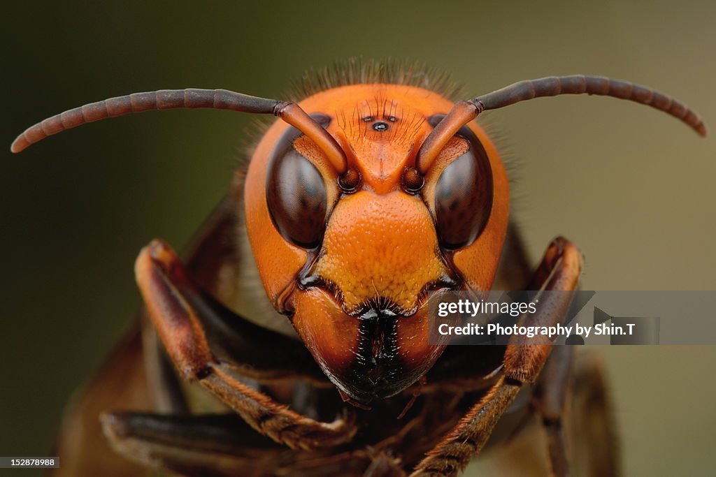 Japanese giant hornet