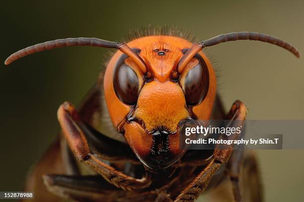 japanese giant hornet - vespa crabro imagens e fotografias de stock