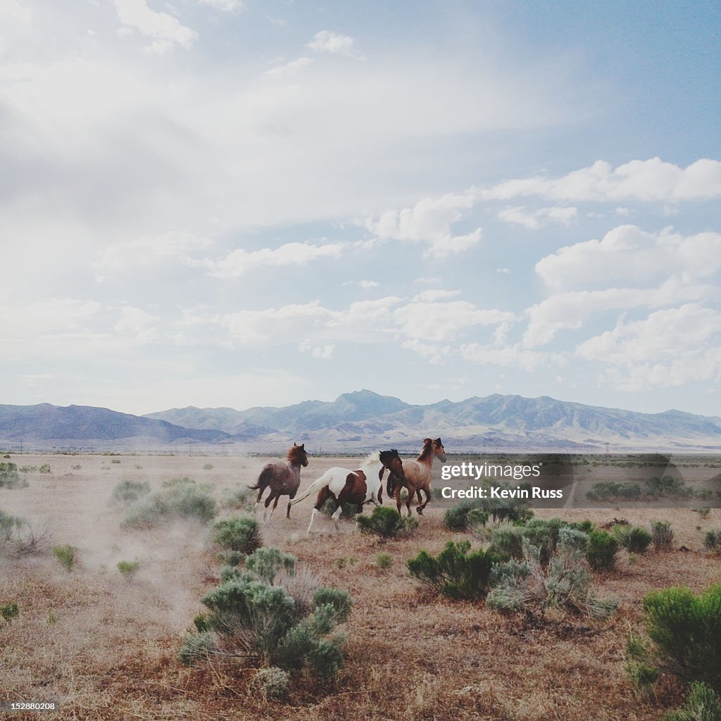 Delta horses