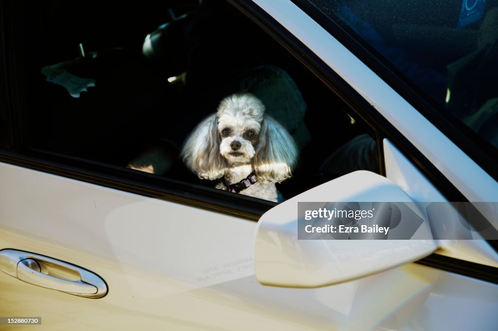 Pet dog in a car