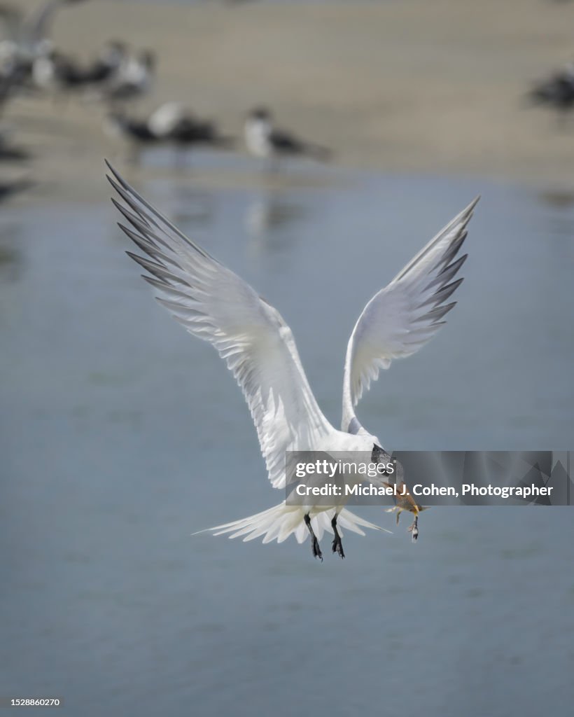 Royal Tern with Crab