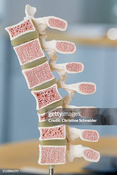 close up of model of bones - spinal cord cross section stock pictures, royalty-free photos & images