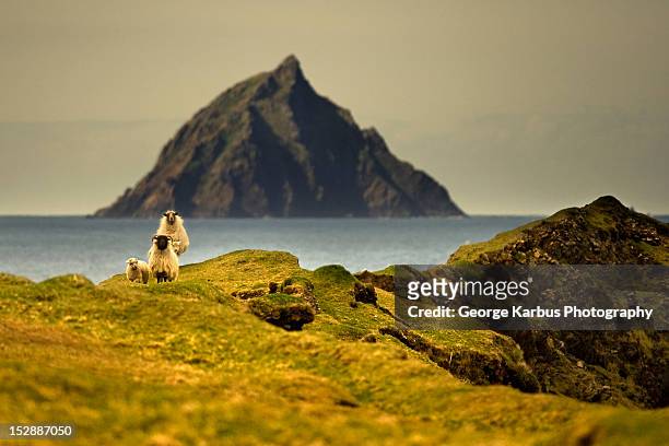 sheep grazing on grassy hillside - dingle peninsula bildbanksfoton och bilder