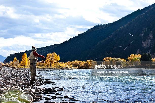 a athletic man fly fishing stands on the banks of a river with the fall colors and snowy mountains behind him in montana. - bozeman stockfoto's en -beelden