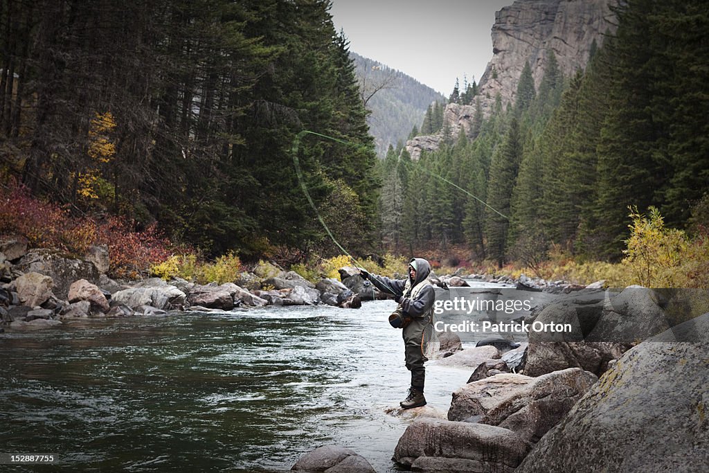 A athletic man fly fishing stands on the banks a river surrounded with the fall colors in Montana.
