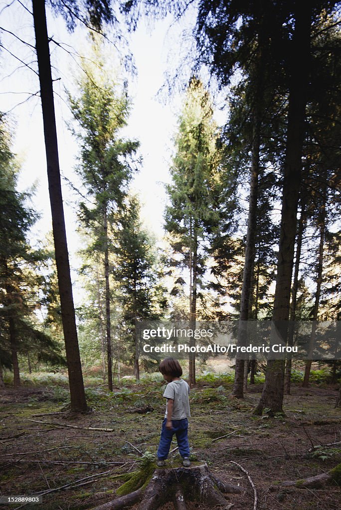 Boy standing on tree stump in woods