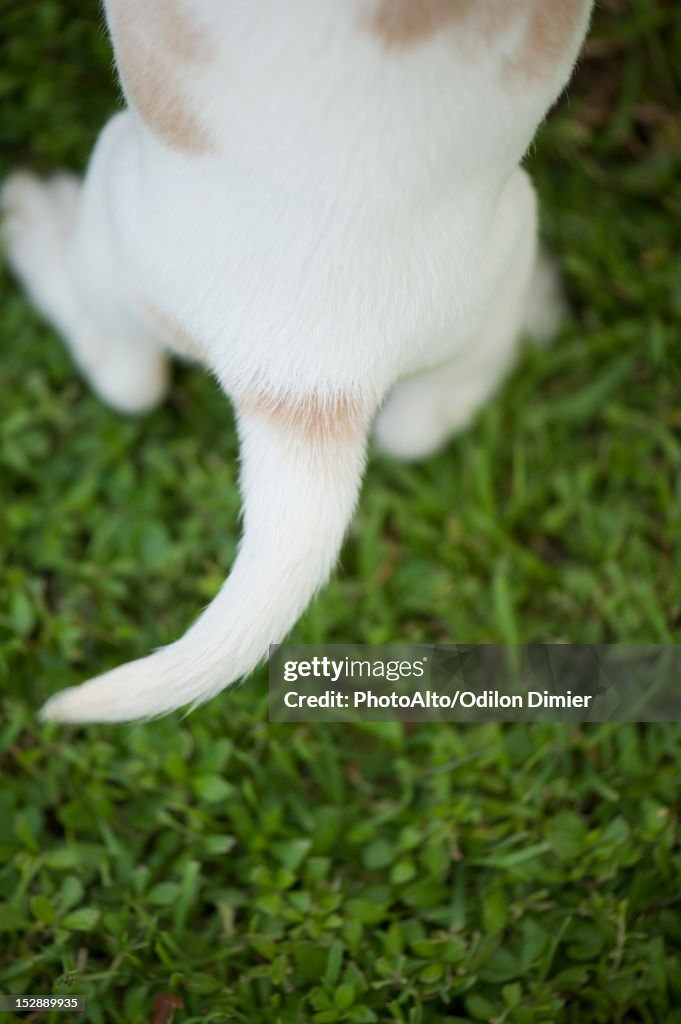 Beagle Rear End Rear End Of Beagle Puppy Overhead View High-Res Stock Photo - Getty Images