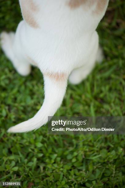 Beagle Backside Dog Backside Photos and Premium High Res Pictures - Getty Images
