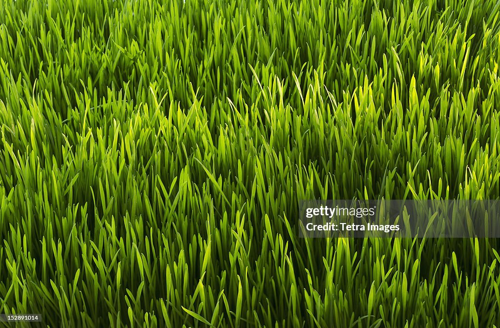USA, New Jersey, Jersey City, Close-up of green grass