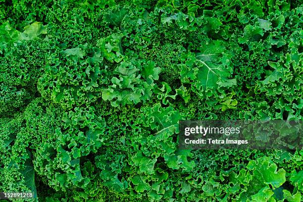 usa, new york city, fresh kale - kale stock pictures, royalty-free photos & images