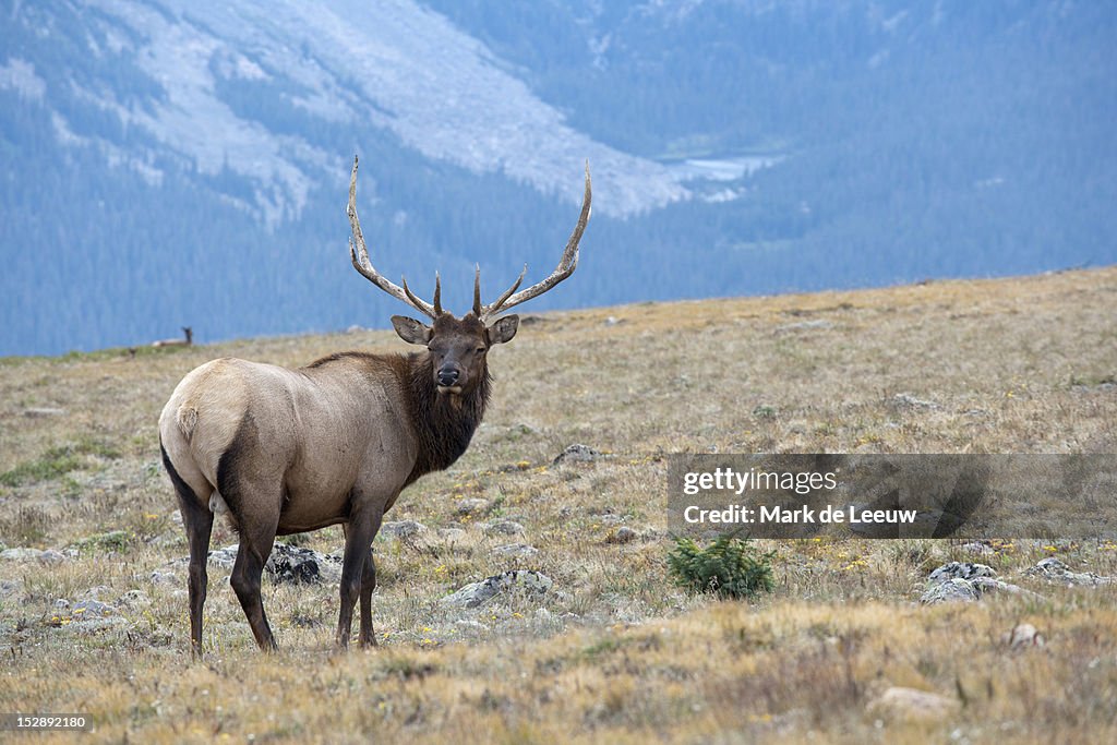 USA, Colorado, Rocky Mountains National Park, Stag looking away