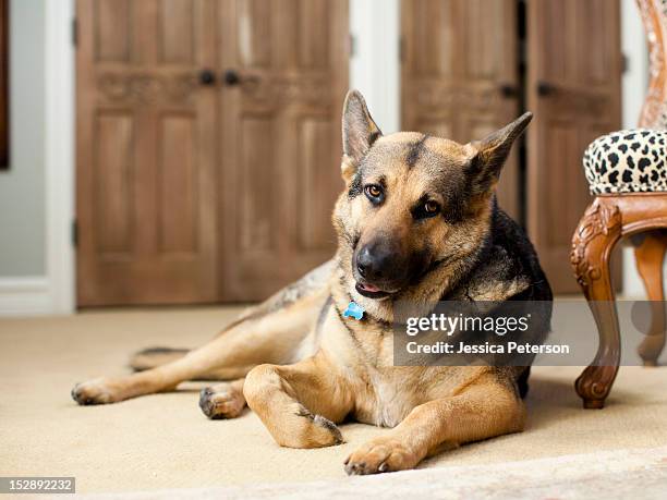 usa, utah, salt lake, portrait of german shepard - cão pastor alemão imagens e fotografias de stock