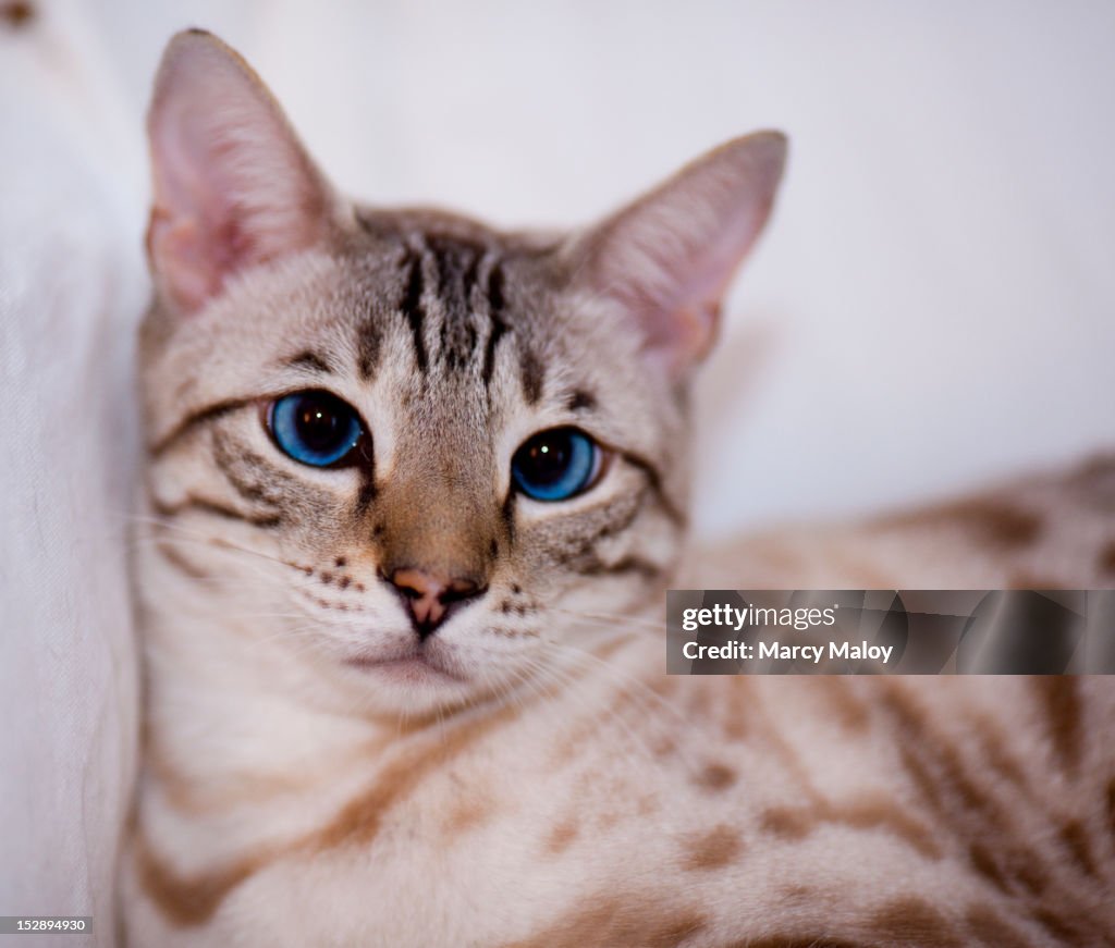 Portrait of a bengal cat's face.