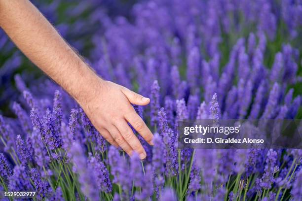 man in a lavender field - top viola stock pictures, royalty-free photos & images