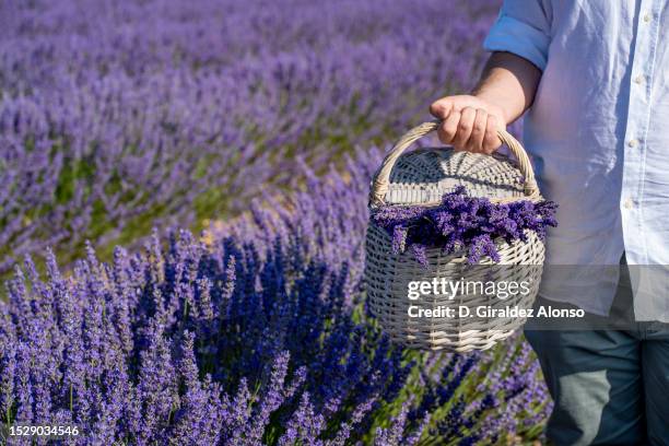 man in a lavender field - top viola stock pictures, royalty-free photos & images