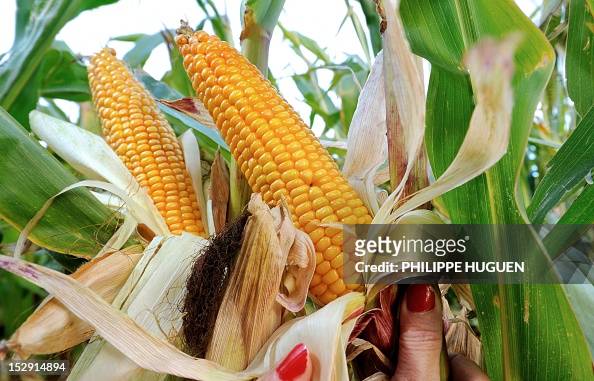 FRANCE-AGRICULTURE-CORN-FEATURE
