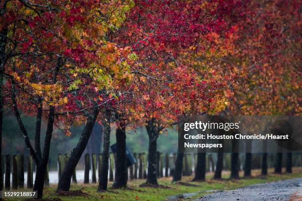 Houston Fall Tree 740 Houston Autumn Stock Photos, High-Res Pictures, and Images - Getty ...
