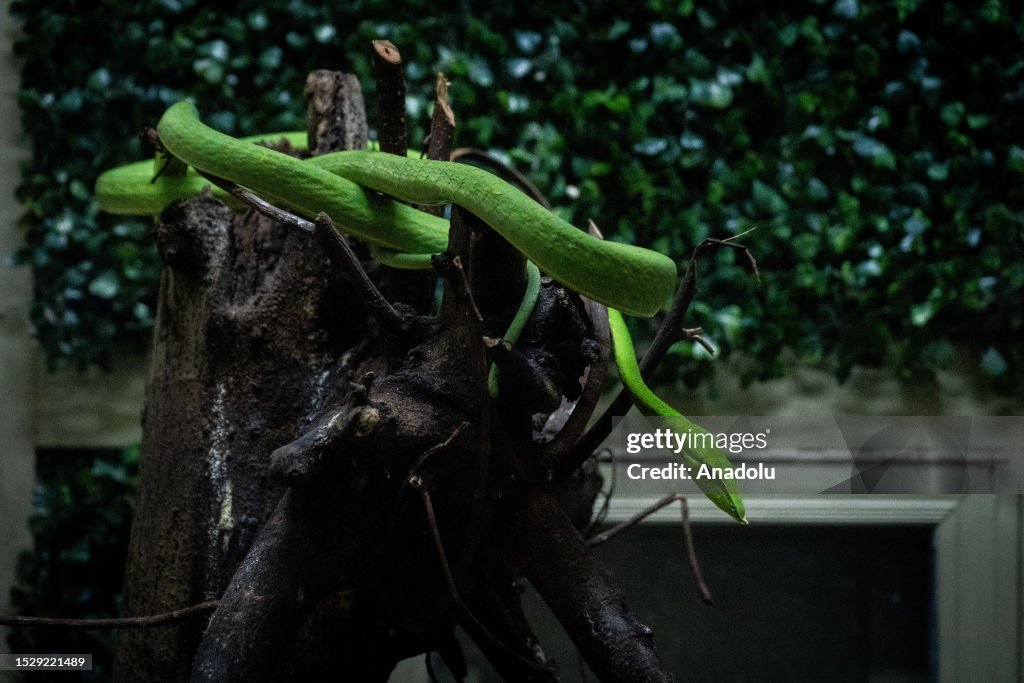Cobra Venom extraction in Bangkok