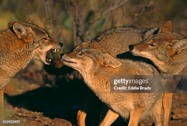 coyotes (canis latrans) interacting at arizona-sonora desert museum (zoo). - arizona sonora desert museum stock pictures, royalty-free photos & images