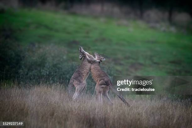 eastern grey kangaroo's - wallabies player portraits stock pictures, royalty-free photos & images