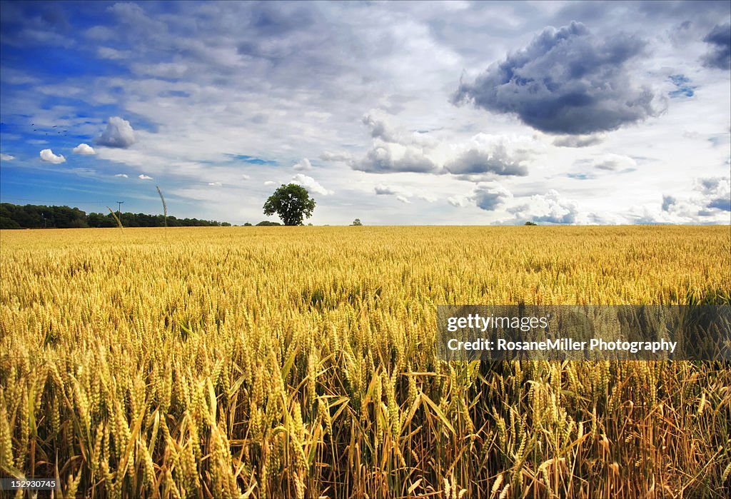 Barley field