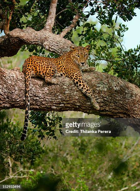 leopard sitting on a branch - leopard stock pictures, royalty-free photos & images
