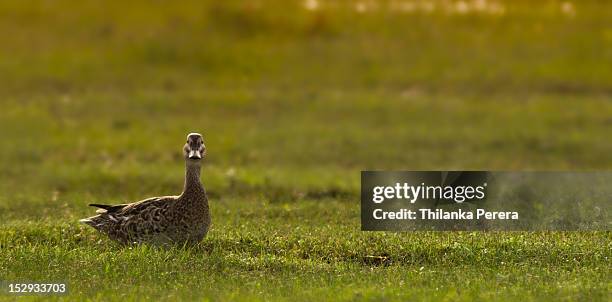 garganey duck in field of grass - garganey anas querquedula stock pictures, royalty-free photos & images