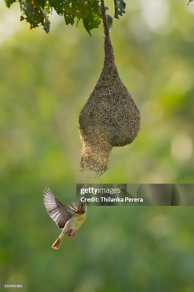 Baya weaver bird entering nest