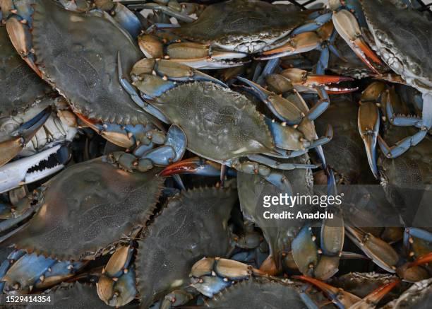 Blue crabs caught in Dalyan Canal are seen as they are prepared at Dalyan fishery cooperative in Mugla, Turkiye on July 12, 2023. Blue crabs, whose...