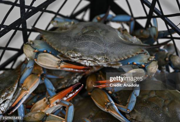 Blue crabs caught in Dalyan Canal are seen as they are prepared at Dalyan fishery cooperative in Mugla, Turkiye on July 12, 2023. Blue crabs, whose...