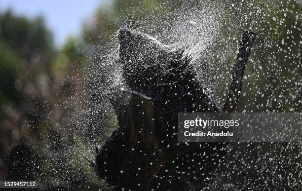 An animal cools itself with water at Zoo Aquarium due to high temperature in Madrid, Spain on July 13, 2023.