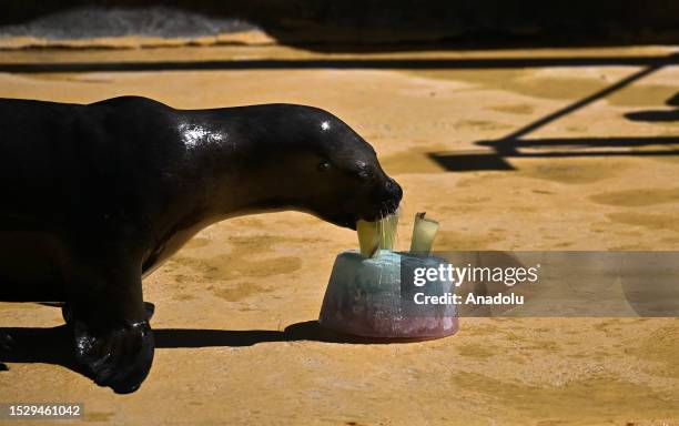 Sea lion eats food given in an ice tray to cool itself at Zoo Aquarium due to high temperature in Madrid, Spain on July 13, 2023.