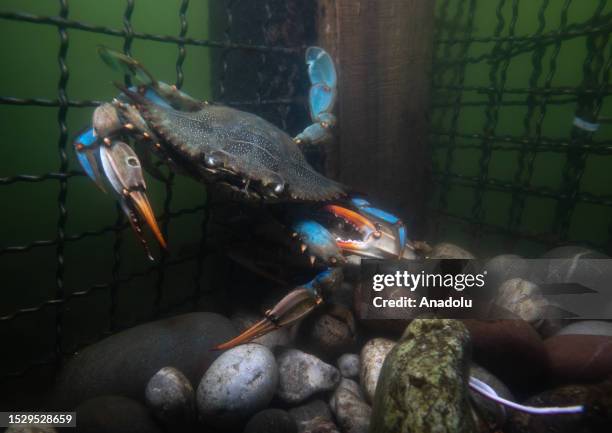 View of blue crabs caught in the cages called ''kuzuluk'' in Dalyan district of Mugla, Turkiye on July 12, 2023. Blue crabs, whose homeland is South...