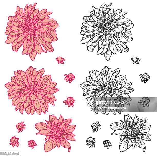 ilustrações de stock, clip art, desenhos animados e ícones de line art vintage retro chrysanthemum flower set - crisântemo