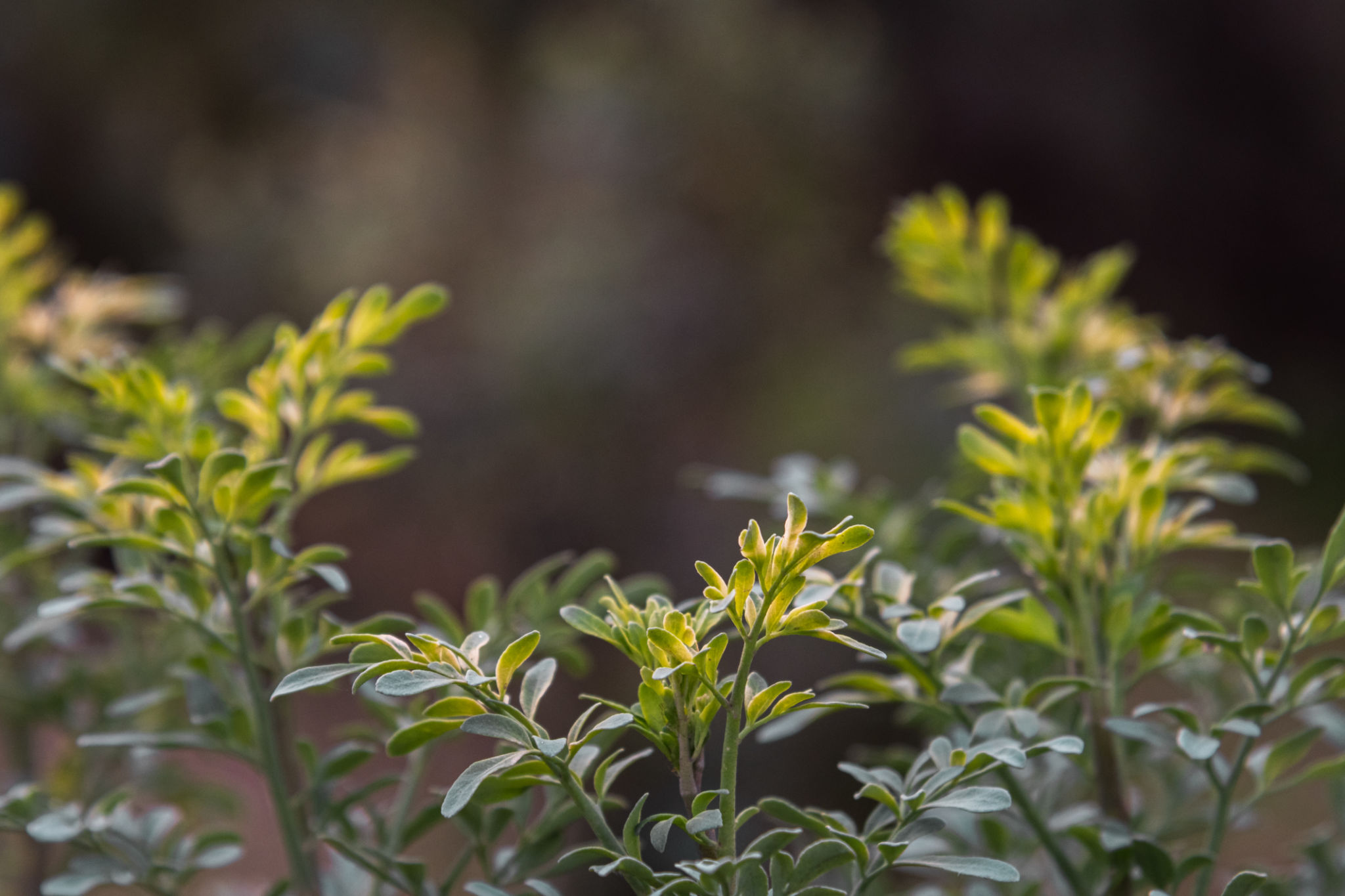 essential oil topical application