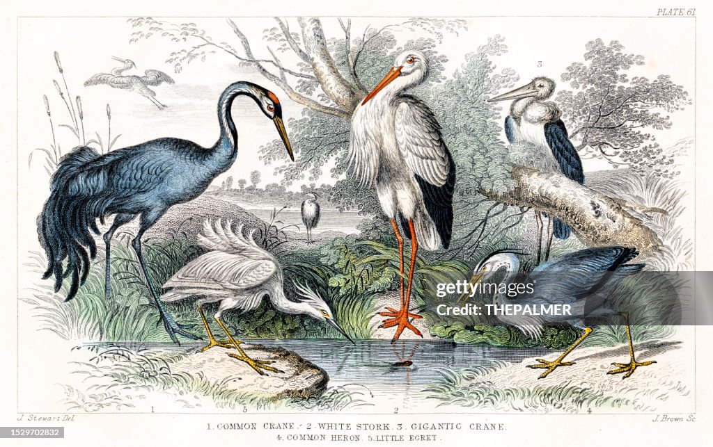 Birds: Crane, White Stork, Heron, Egret - Rare Original from "History of Animated Nature" Oliver Goldsmith 1872
