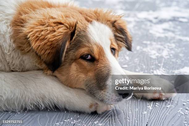 portrait of a dog on the street. winter. - little korea stock pictures, royalty-free photos & images