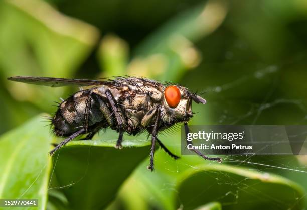 housefly (musca domestica) on a leaf close-up - black death stock pictures, royalty-free photos & images