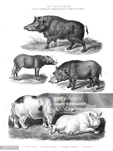 豚:野生の豚、バビルサ、家畜の豚-銅刻印のプリント「オックスフォード百科事典」1828 - バビルーサ点のイラスト素材／クリップアート素材／マンガ素材／アイコン素材