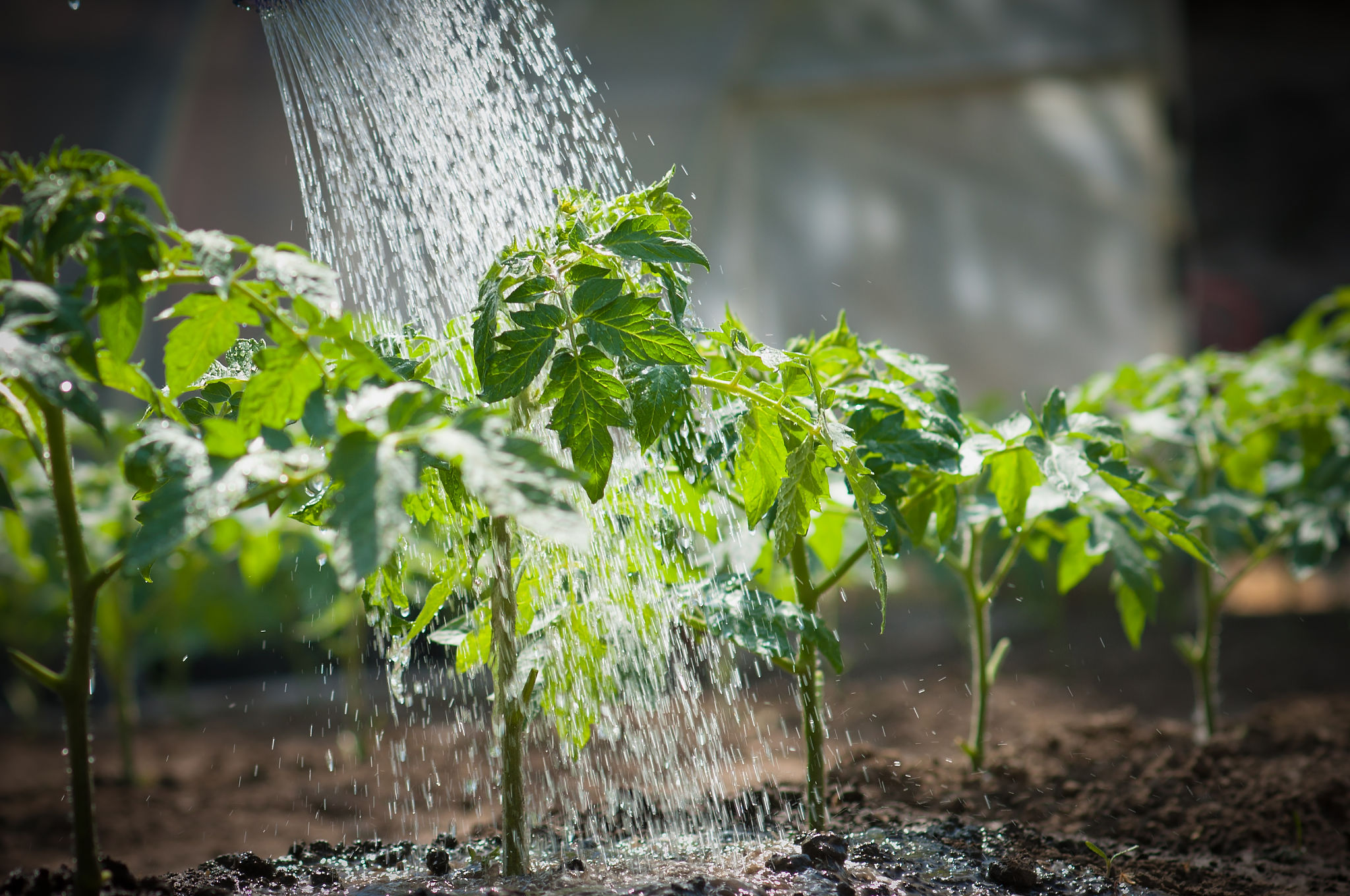 greenhouse watering