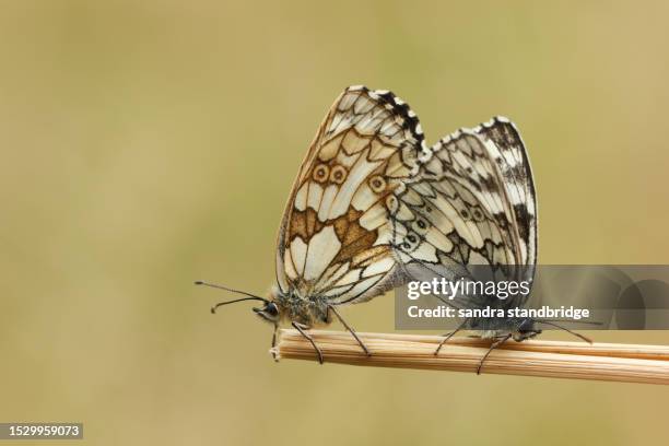 a mating pair of marbled white butterfly, melanargia galathea, resting on a plant stem in a meadow. - mating stock pictures, royalty-free photos & images